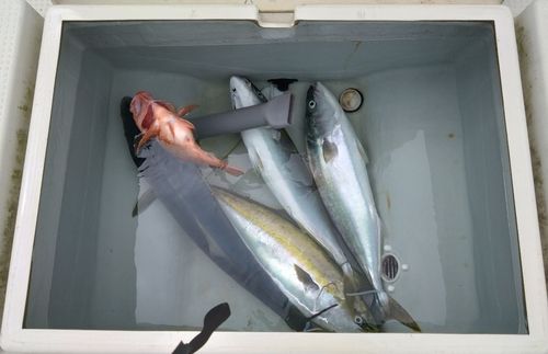 イナダの釣果
