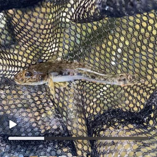 マハゼの釣果