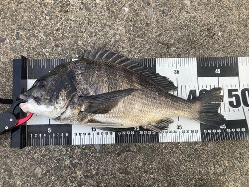 チヌの釣果