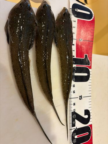 メゴチの釣果