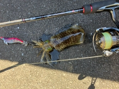 イカの釣果