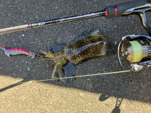 イカの釣果