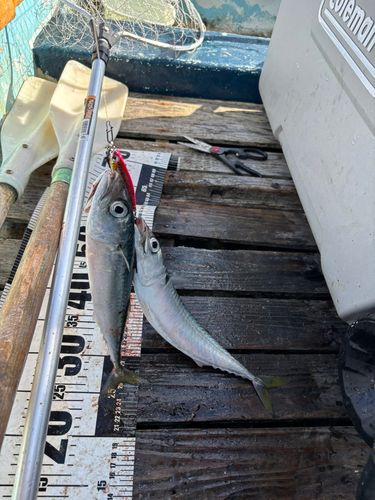 サバの釣果