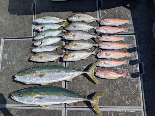ブリの釣果