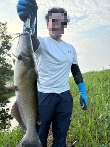 アメリカナマズの釣果