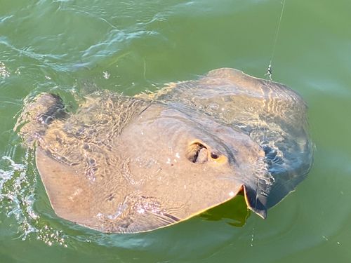 アカエイの釣果