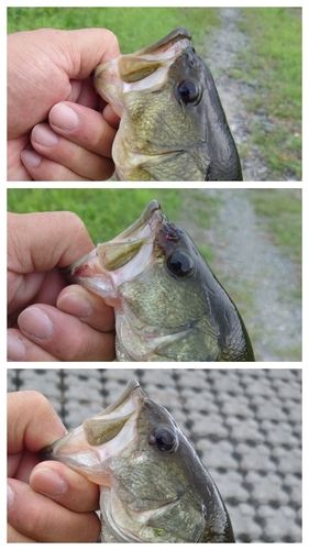 ブラックバスの釣果