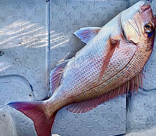 タイの釣果