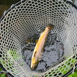 トラウト