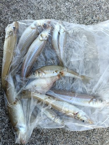 シロギスの釣果