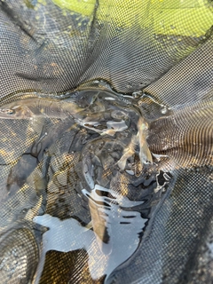 アユの釣果