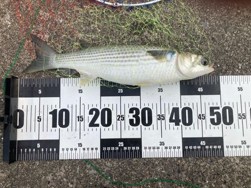 ボラの釣果