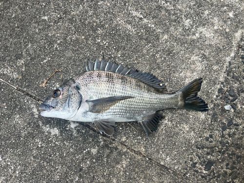 チヌの釣果