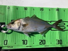 ショゴの釣果