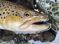 ブラウントラウトの釣果