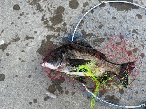 クロダイの釣果