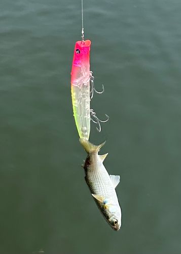 ボラの釣果