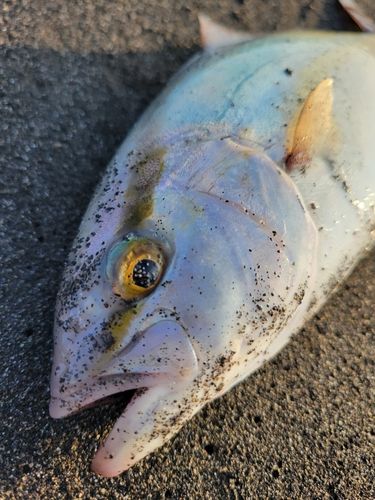 カンパチの釣果