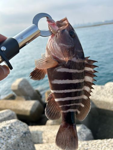 アオハタの釣果