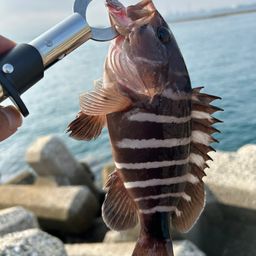 アオハタ