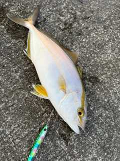 ショゴの釣果
