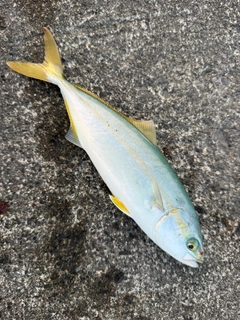 ワカシの釣果