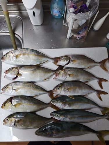ショゴの釣果