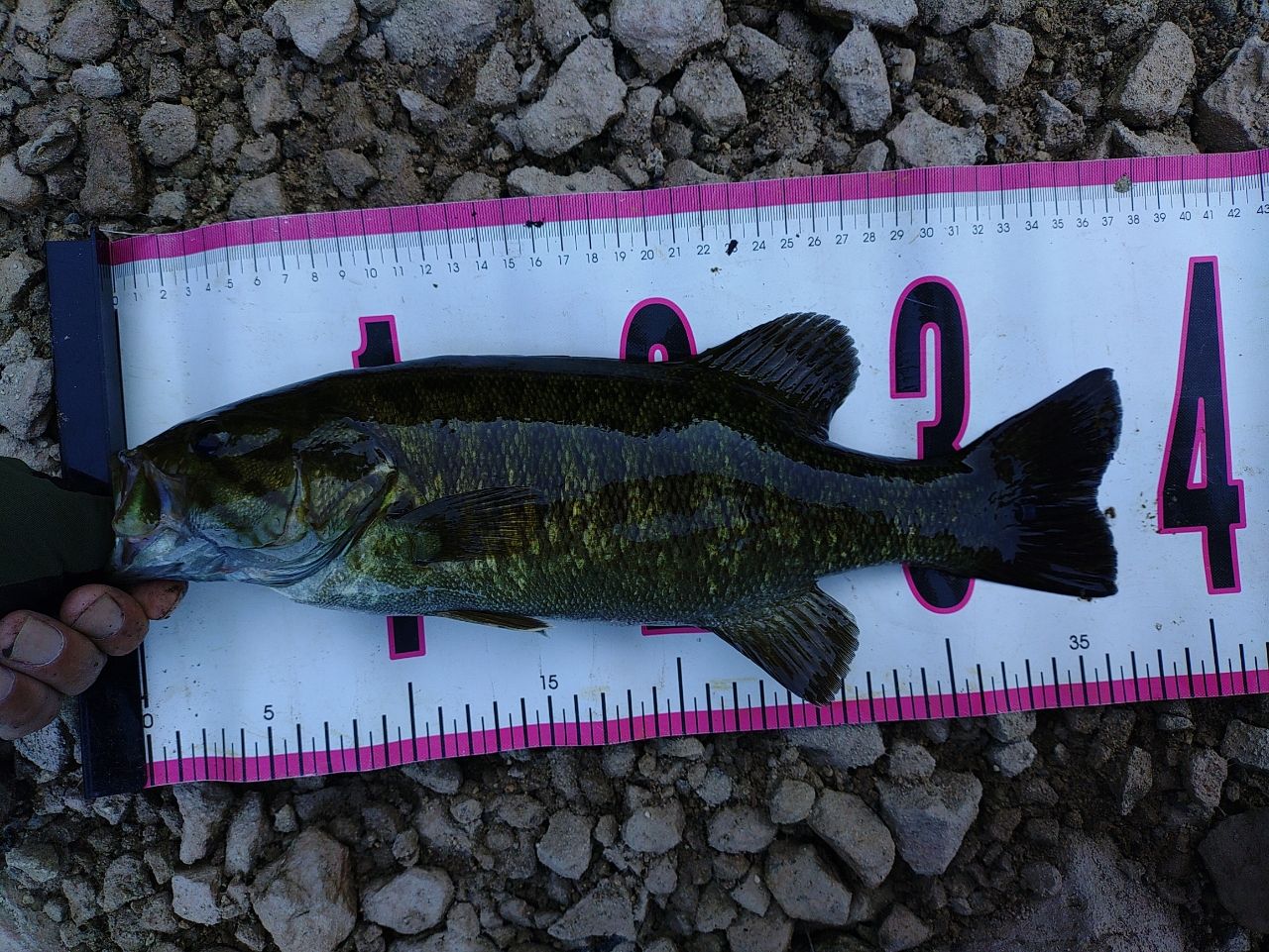 スモールマウスバス