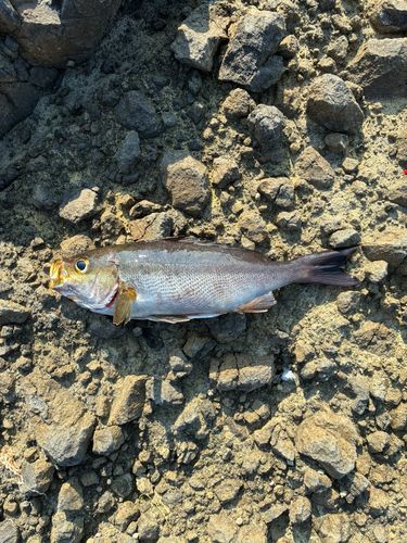 イサキの釣果