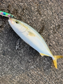 ワカシの釣果