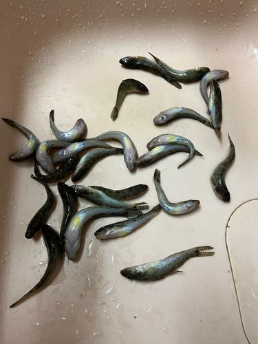 ハゼの釣果