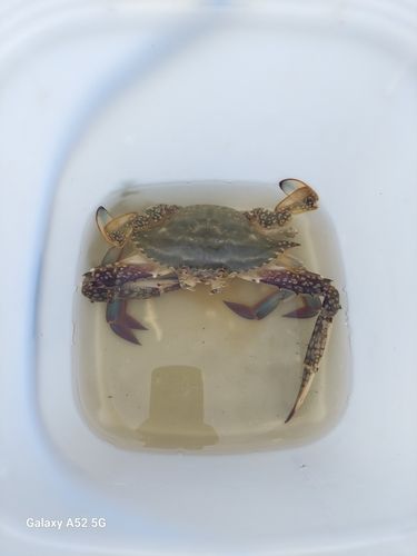 ワタリガニの釣果