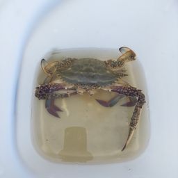 ワタリガニ