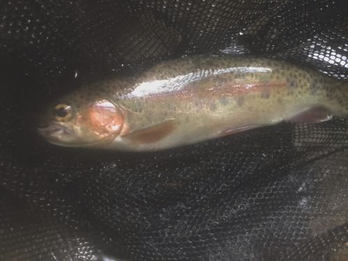ニジマスの釣果