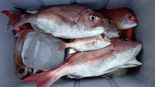 マダイの釣果