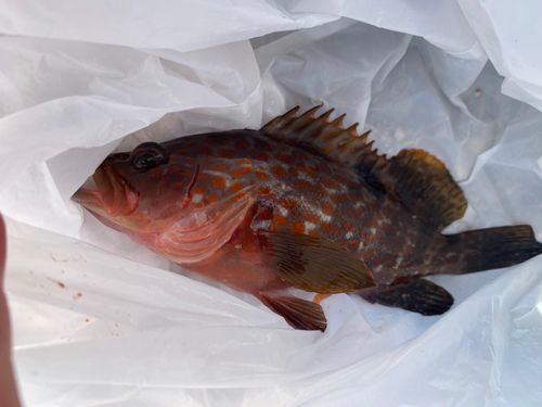 アコウの釣果