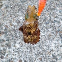 アオリイカ