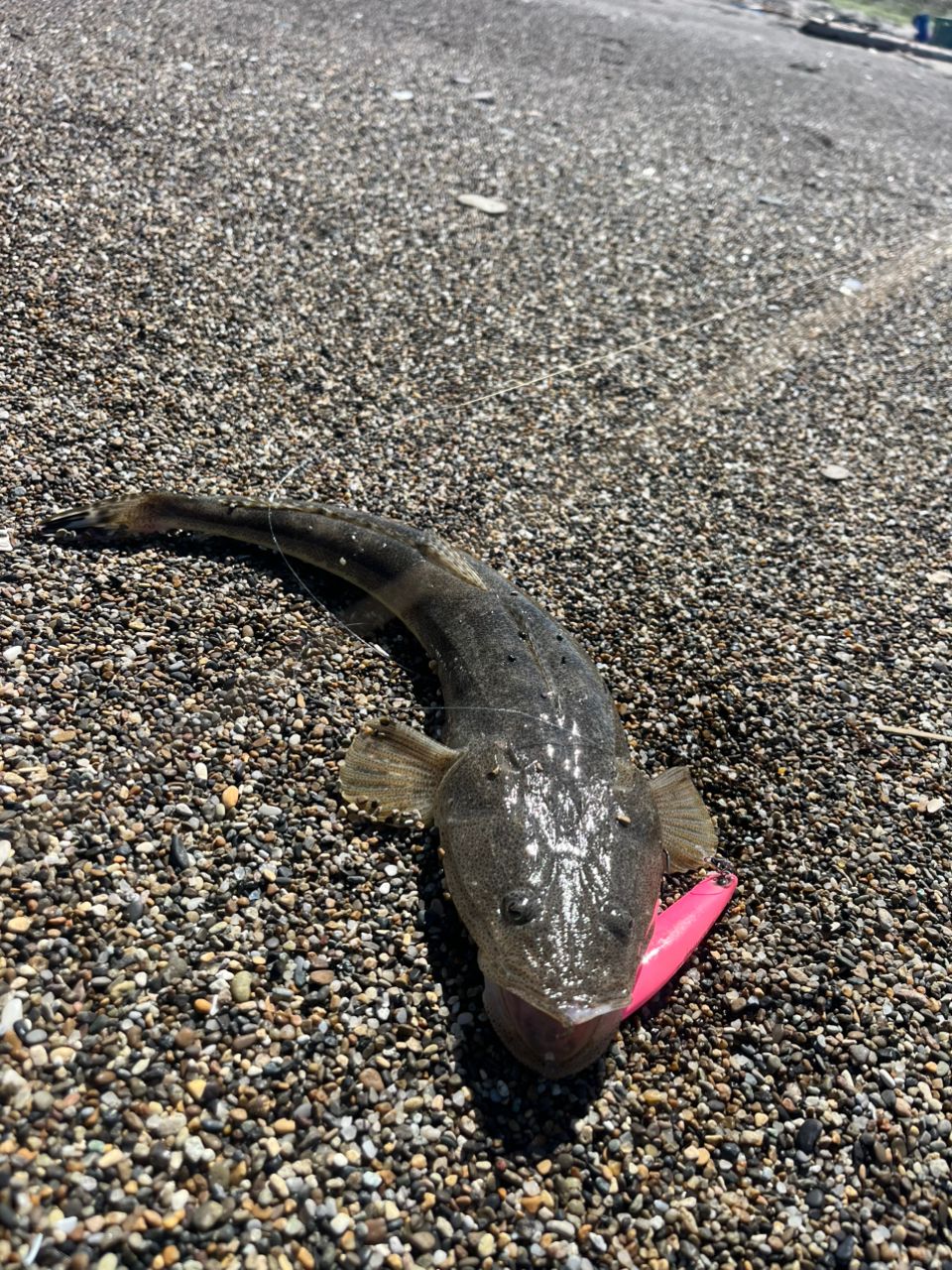 マゴチ