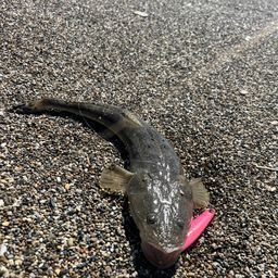 マゴチ