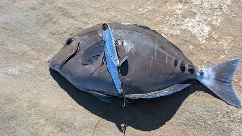 サンノジの釣果