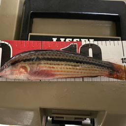 ベラ