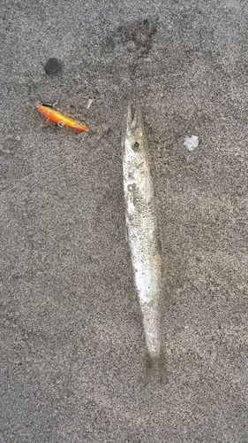 カマスの釣果