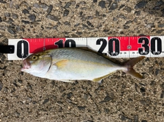 ショゴの釣果
