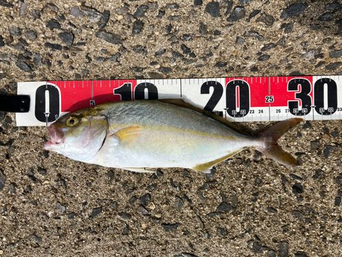 ショゴの釣果