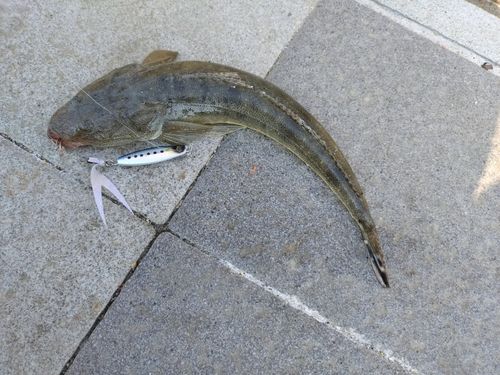 マゴチの釣果