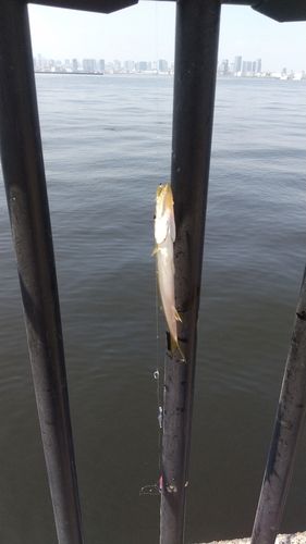 カマスの釣果