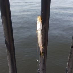 カマス
