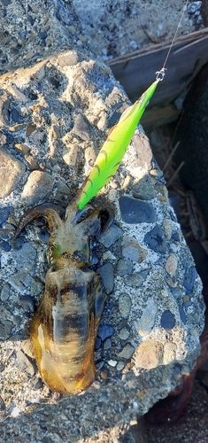 アオリイカの釣果
