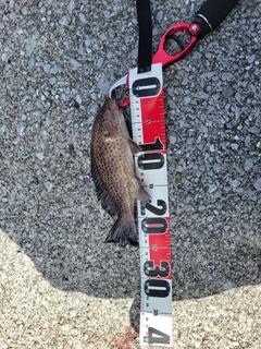 オオモンハタの釣果