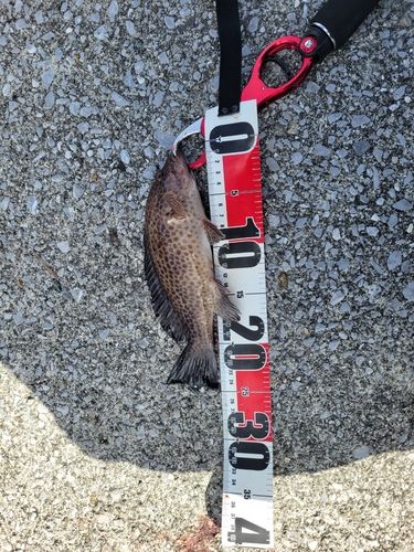 オオモンハタの釣果